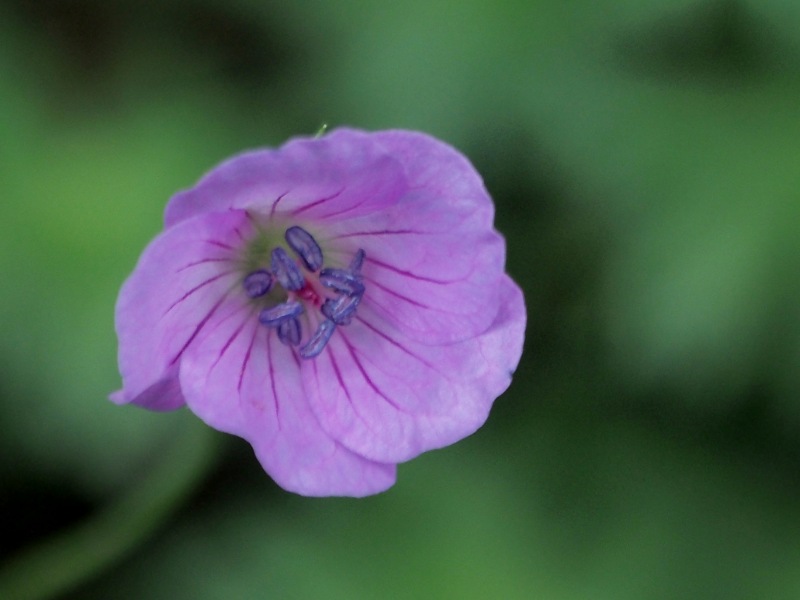 曇り空の北大植物園で咲いていた花々　　０７０３_c0183777_20555384.jpg