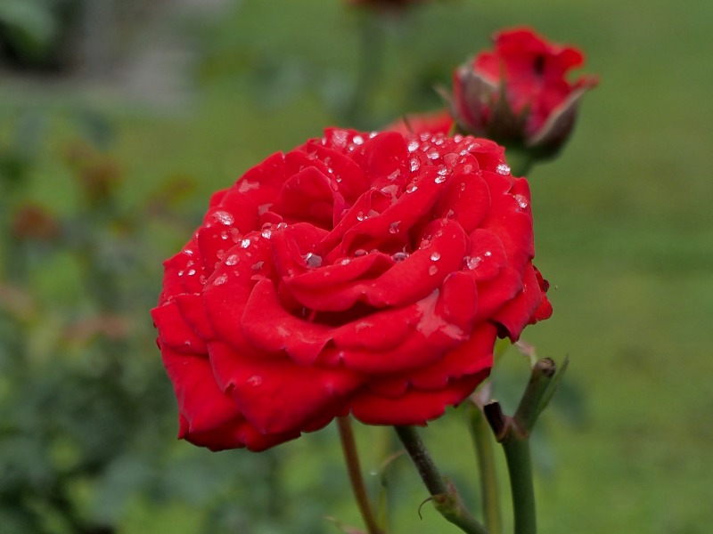 c0183777_20759.jpg