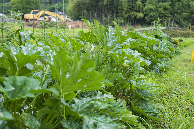 野菜の歴史_c0168780_17575852.jpg