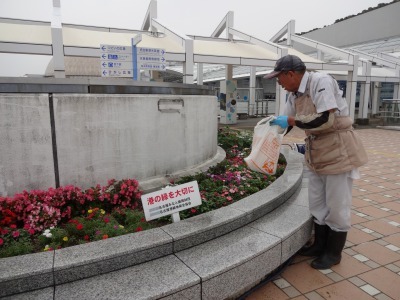 名古屋港水族館前花壇の植栽R1.7.3_d0338682_14560110.jpg