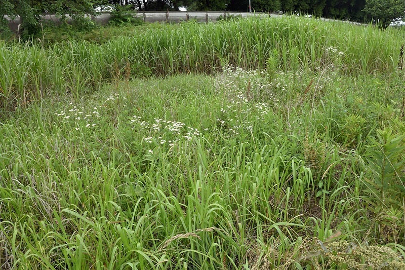 小畔川便り（ギンイチモンジセセリ2化:2019/6/27）_f0031682_07152832.jpg