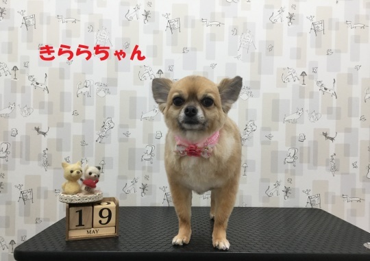 c0315684_19422825.jpg