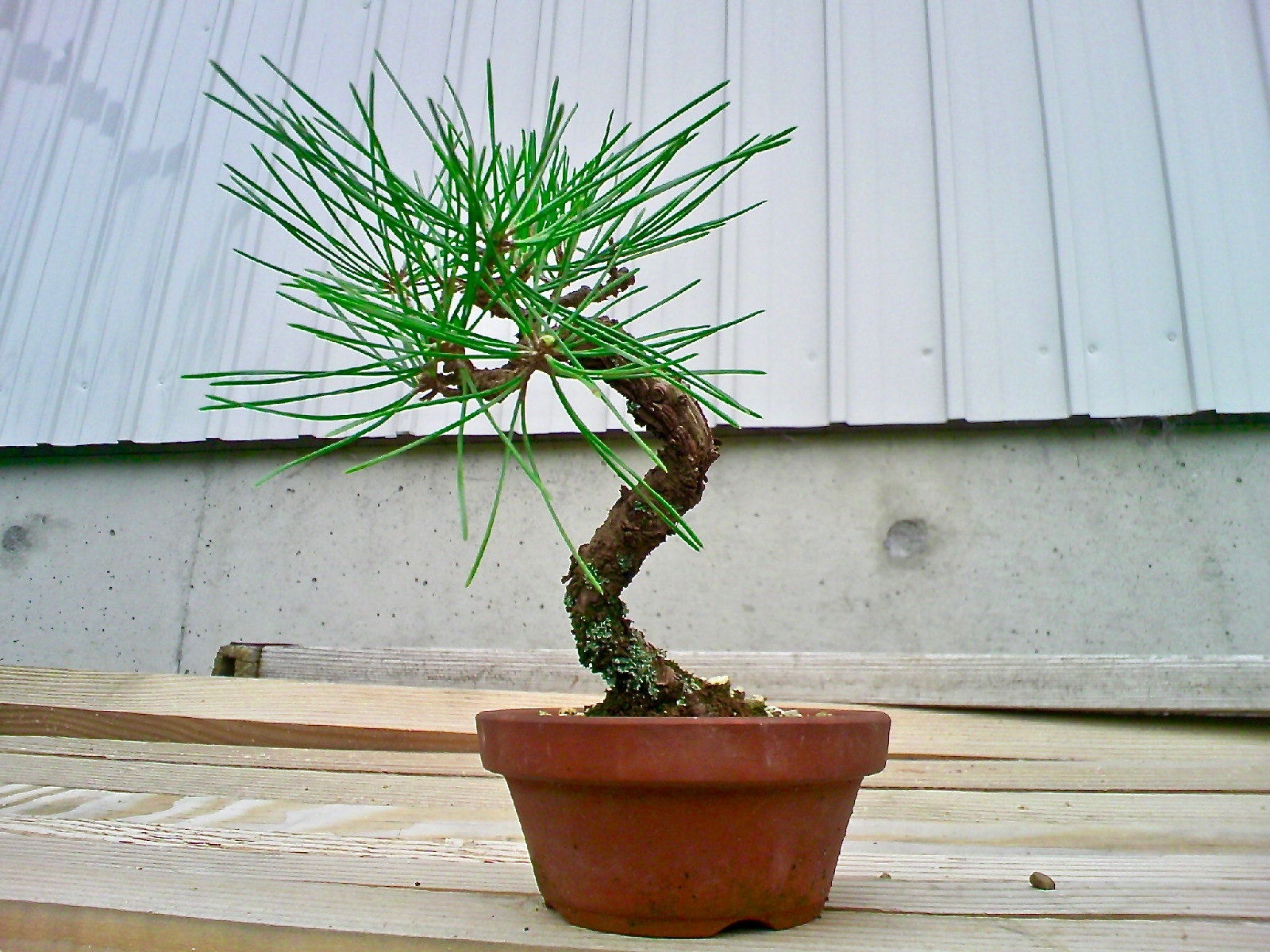 黒松2本セット ミニ盆栽 bskampala.com