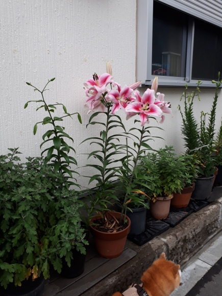 ユリ 柴犬 ひろゆきと さもない毎日 週末自宅カフェ里音 りをん 一之江 笑い療法士のいるカフェ 趣味好房 織