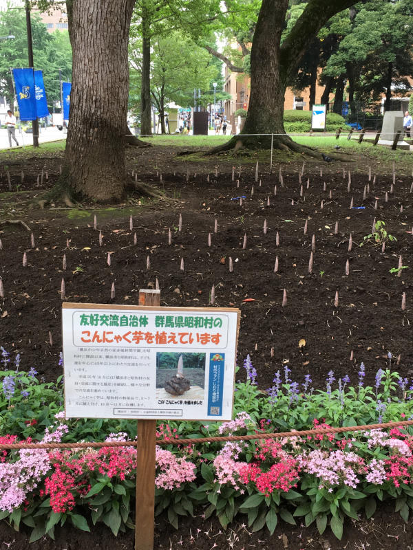7月のロゼブランシェ_c0195496_16145020.jpg