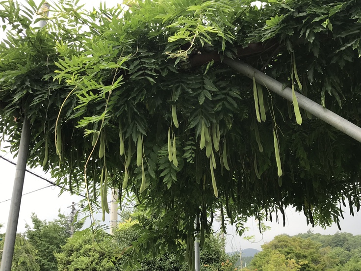 顔を2か所 さされていた (´・ω・`)_c0212604_7133877.jpg