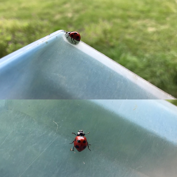 顔を2か所 さされていた (´・ω・`)_c0212604_7135499.jpg