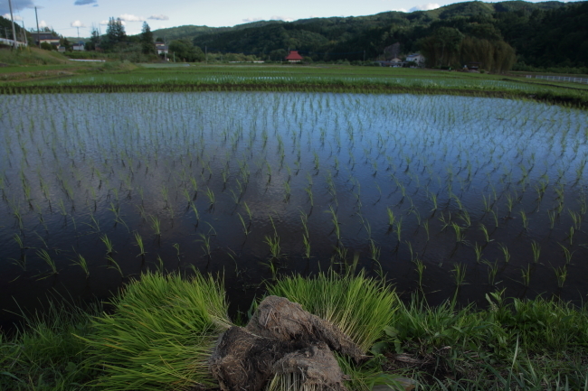 夏至の頃、暮れなずむ空　_a0357206_15484956.jpg