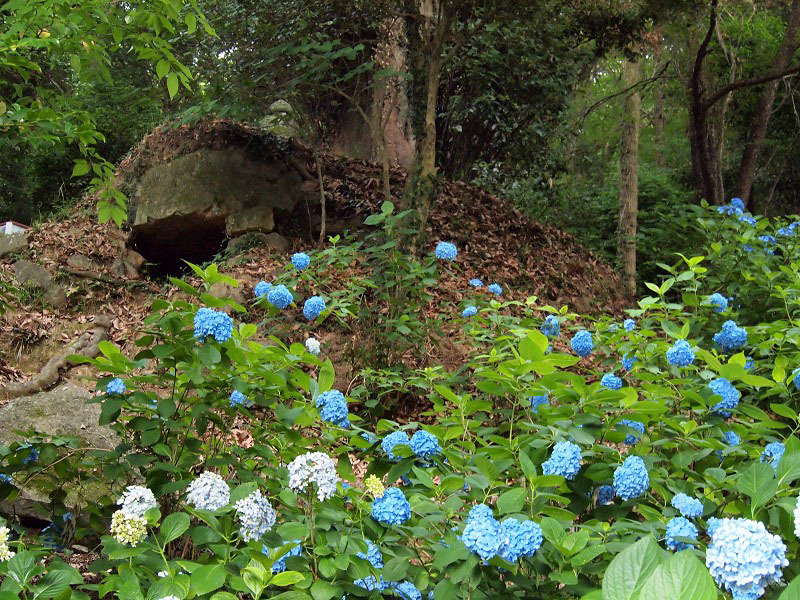 吉備津神社の紫陽花 つれづれ日記 吉備津神社の紫陽花 つれづれ日記