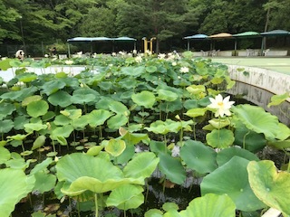 花はす広場とらんざんラベンダーまつり_b0007425_12244410.jpg