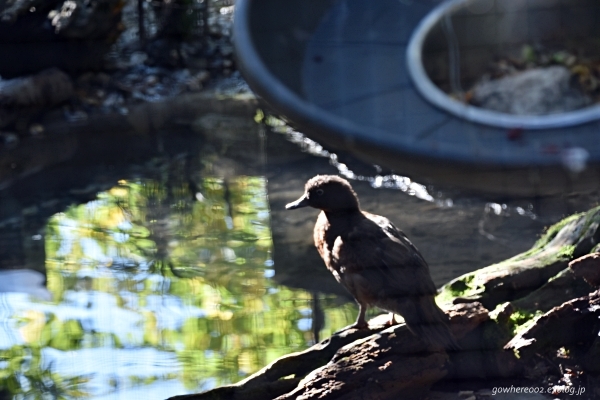 2019春　ニュージーランドの旅6～キウイバードに初対面！_b0312126_00032297.jpg