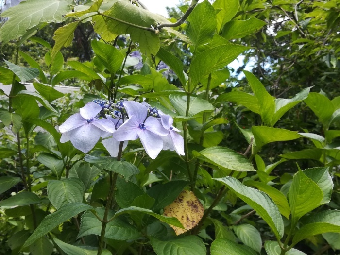 伊豆高原　紫陽花見本園③_e0021129_20595844.jpg