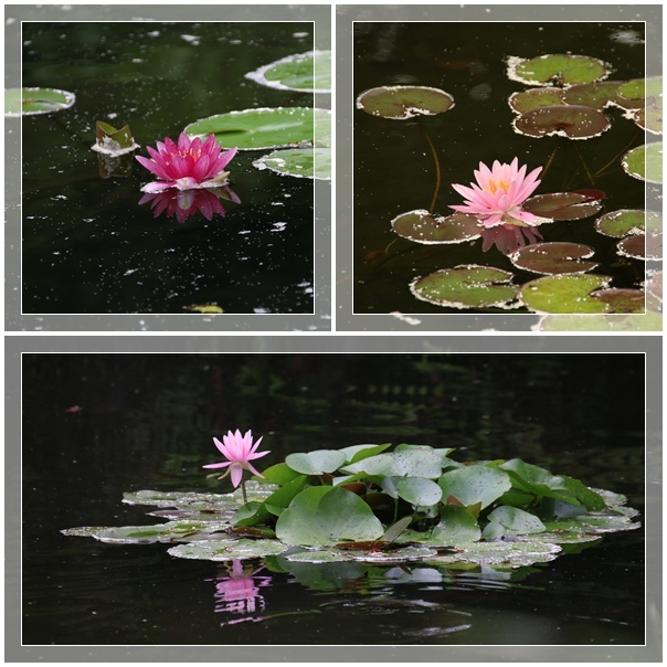 美を競う　黄色と白の百合の花(^^♪_e0052135_15332616.jpg