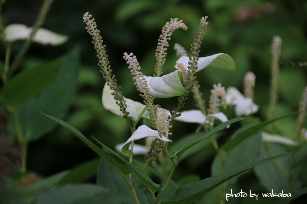 美を競う　黄色と白の百合の花(^^♪_e0052135_15333349.jpg