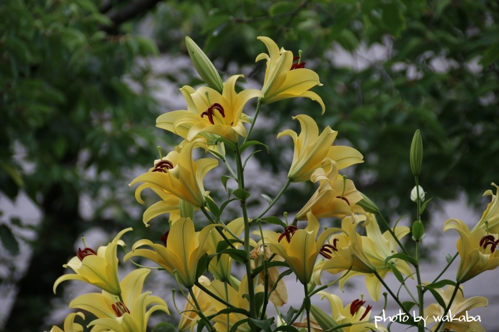 美を競う　黄色と白の百合の花(^^♪_e0052135_15335177.jpg