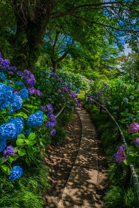 矢田寺の紫陽花_e0363038_11252680.jpg