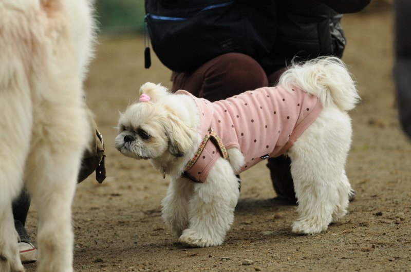 老犬・老猫、そのアンマッチを解消するには5_d0290846_21175074.jpg