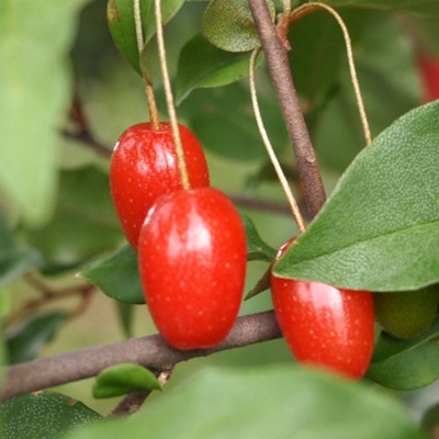 Elaeagnus, c\'est l\'elegance de l\'homme moderne. 風に揺れるルシアンルーレット・オリーブの樹_c0109850_15055005.jpg
