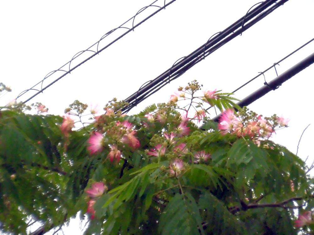 e0024554_18330328.jpg