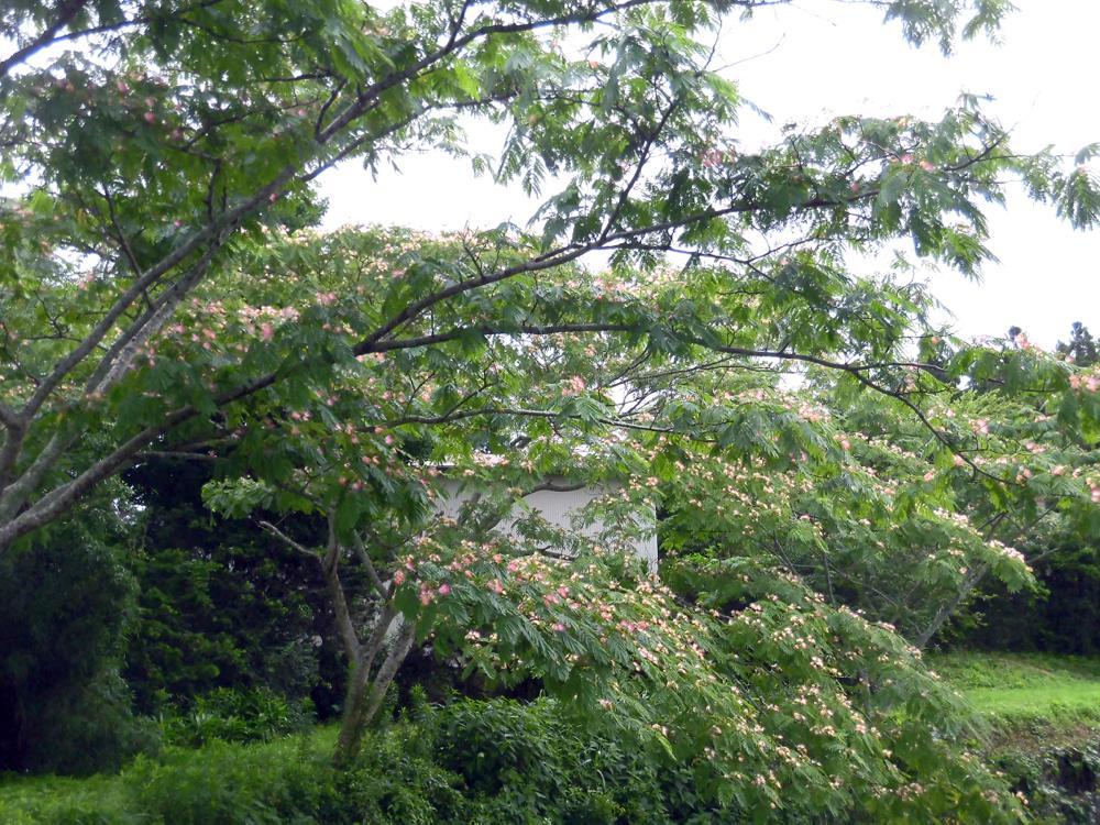 e0024554_18330372.jpg