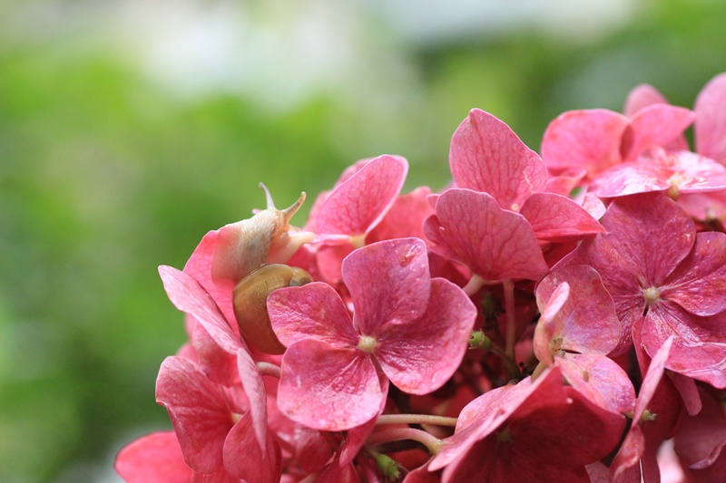 紫陽花とカタツムリ・♪ ~探検ちぅ~_a0167759_17571321.jpg