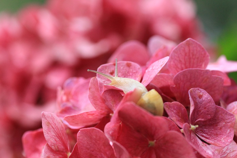 紫陽花とカタツムリ・♪ ~探検ちぅ~_a0167759_17573262.jpg