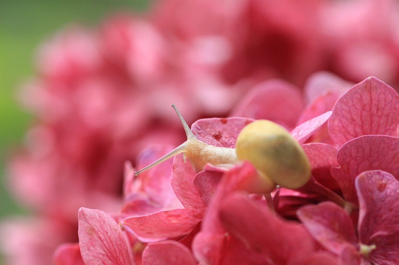 紫陽花とカタツムリ・♪ ~探検ちぅ~_a0167759_17575419.jpg