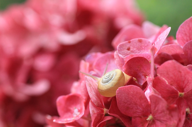 紫陽花とカタツムリ・♪ ~探検ちぅ~_a0167759_1758465.jpg