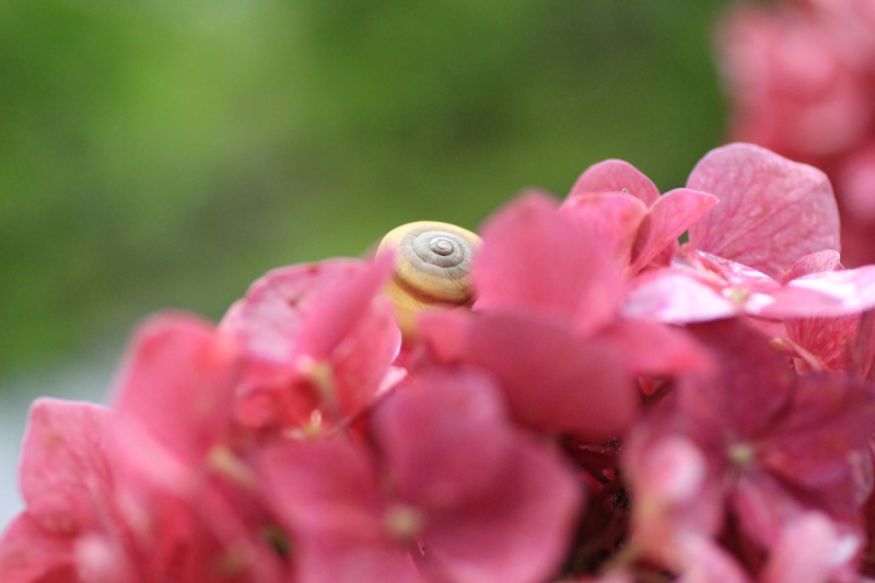 紫陽花とカタツムリ・♪ ~探検ちぅ~_a0167759_17593472.jpg