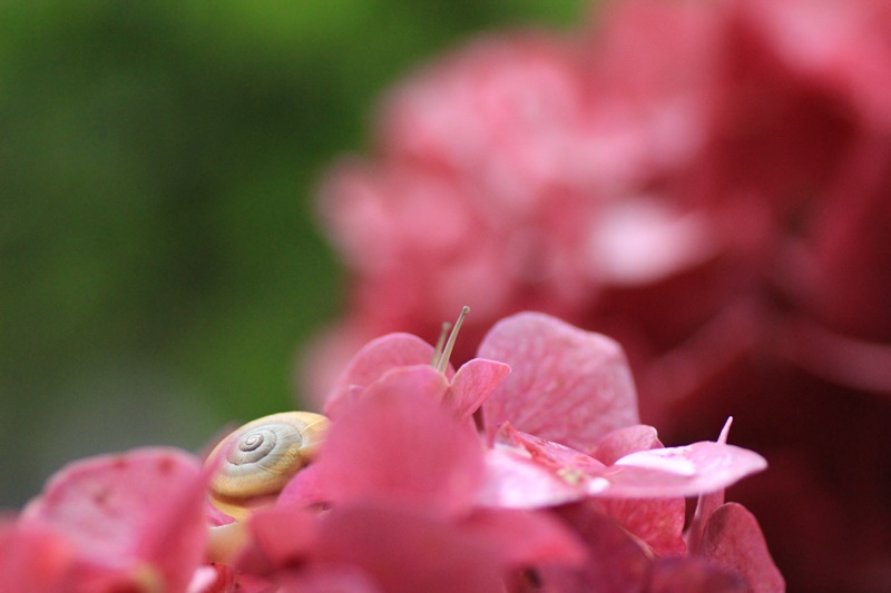紫陽花とカタツムリ・♪ ~探検ちぅ~_a0167759_17595514.jpg