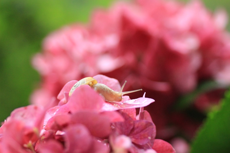 紫陽花とカタツムリ・♪ ~探検ちぅ~_a0167759_1804029.jpg