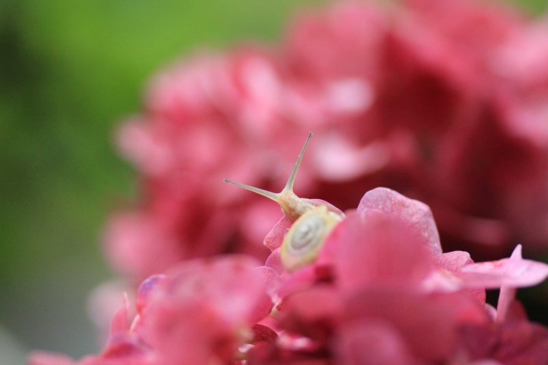紫陽花とカタツムリ・♪ ~探検ちぅ~_a0167759_181229.jpg