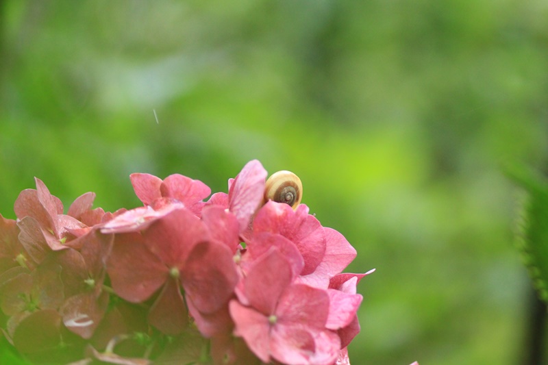紫陽花とカタツムリ・♪ ~探検ちぅ~_a0167759_1812493.jpg