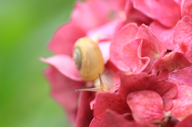 紫陽花とカタツムリ・♪ ~探検ちぅ~_a0167759_182484.jpg