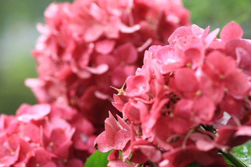 紫陽花とカタツムリ・♪ ~探検ちぅ~_a0167759_1833812.jpg