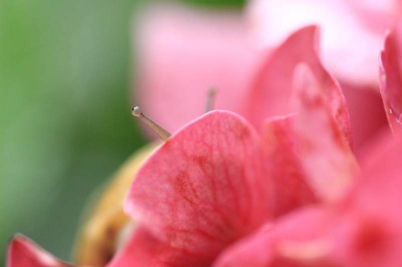 紫陽花とカタツムリ・♪ ~探検ちぅ~_a0167759_18393.jpg