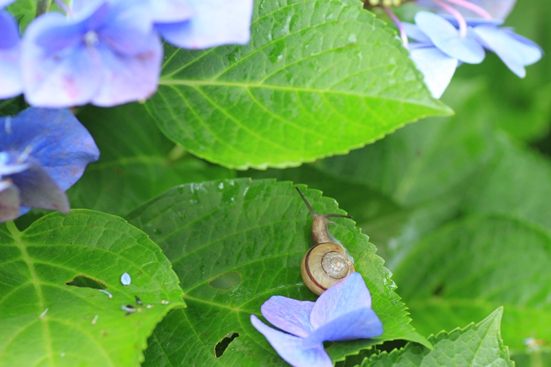 紫陽花とカタツムリ 2 Happy Cafe Vol 2