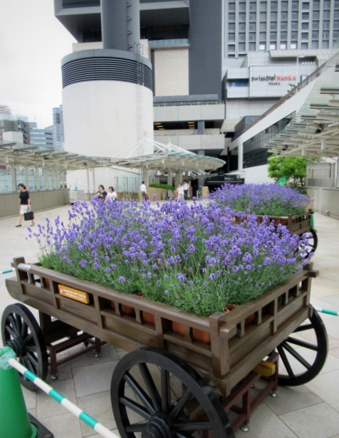 大阪 なんばパークス ＊ 建物と一体になった屋上ガーデン～PARKS GARDENへ♪_f0236260_15553250.jpg