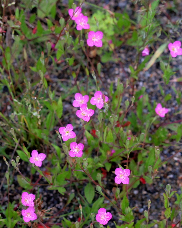 c0305565_17393133.jpg