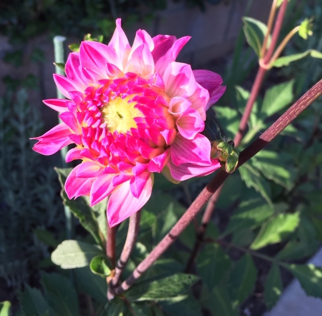 蕾から花へータチアオイ、ダリア、トルコ桔梗_e0350971_12463923.jpg
