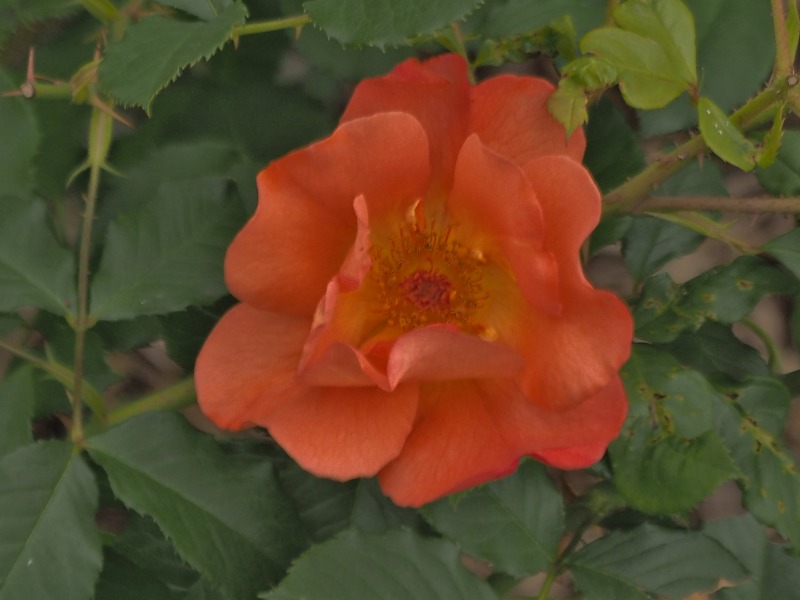 c0183777_1943658.jpg