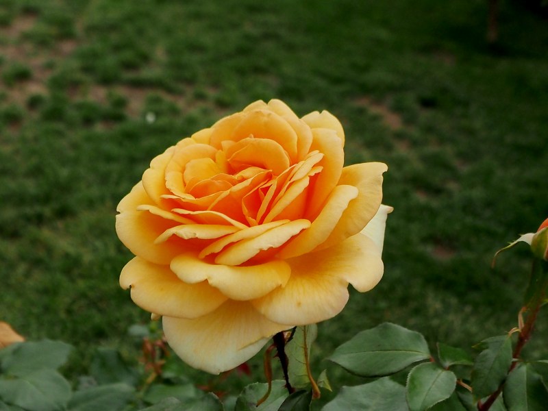 c0183777_19495828.jpg