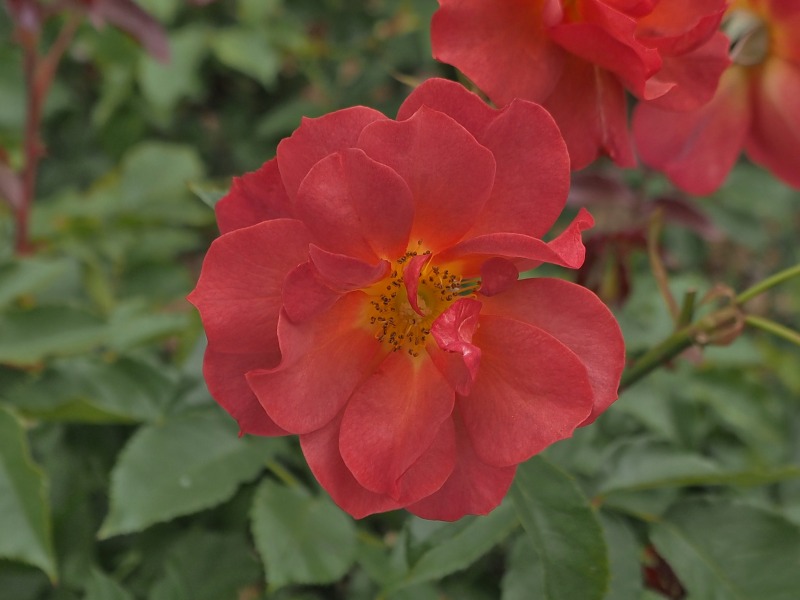 c0183777_19554081.jpg