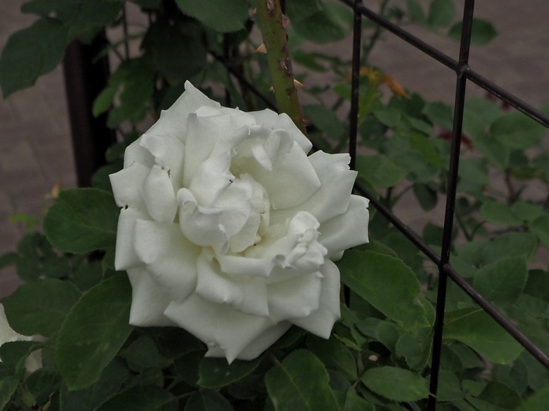 c0183777_19564588.jpg