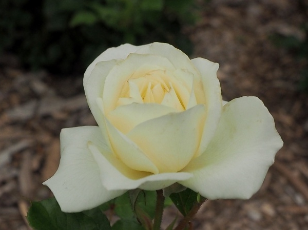 c0183777_20105775.jpg