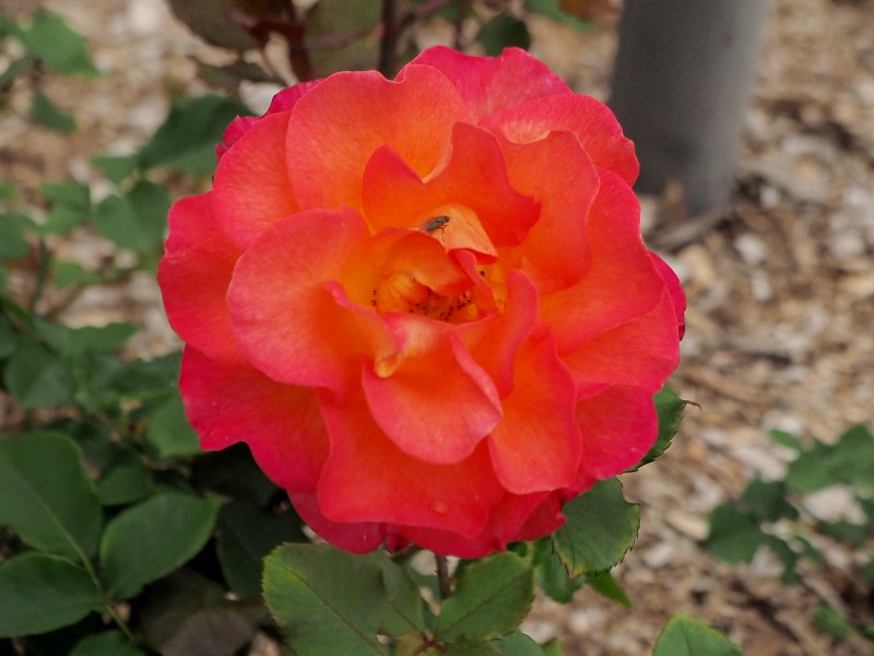 c0183777_20243276.jpg