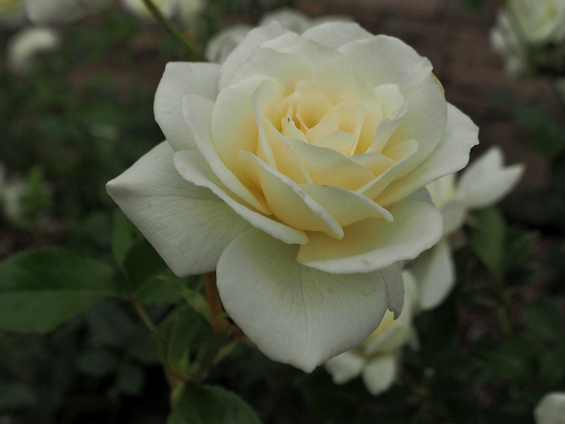 c0183777_2025317.jpg