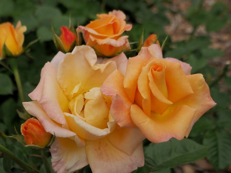 c0183777_20293836.jpg