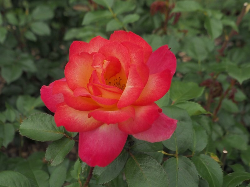 c0183777_20352940.jpg