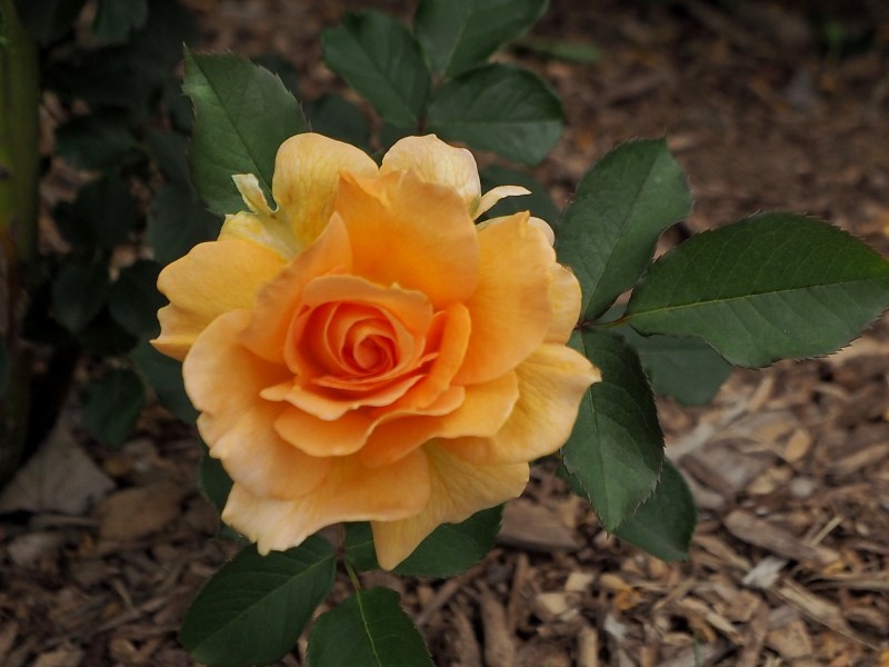 c0183777_2044733.jpg